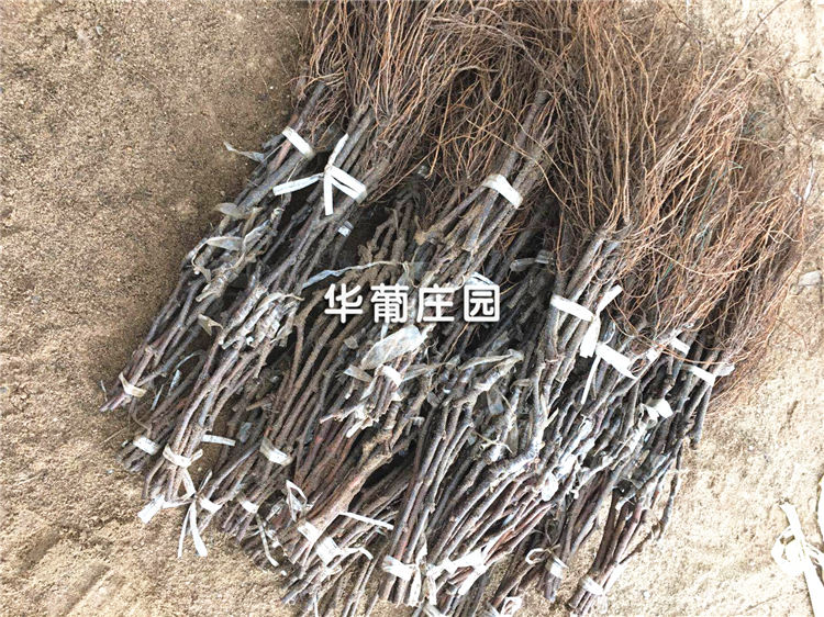 JMLP3-30T/40T小噸位精密四柱液壓裁斷機 JMLP3-30T/40T小噸位精密四柱液壓裁斷機